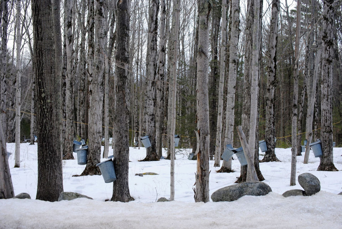 Maple sap buckets on trees in a snowy sugar bush, Camphill communities in Canada