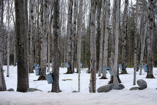 Maple sap buckets on trees in a snowy sugar bush, Camphill communities in Canada