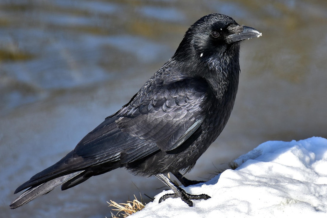 Crow (Pixabay: Alexas_Fotos)