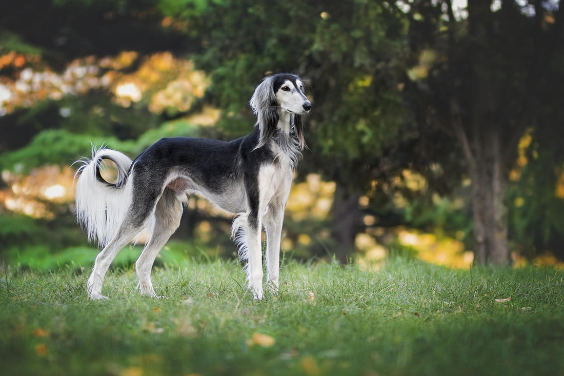 Dog (Pixabay: elisabettabellomi)