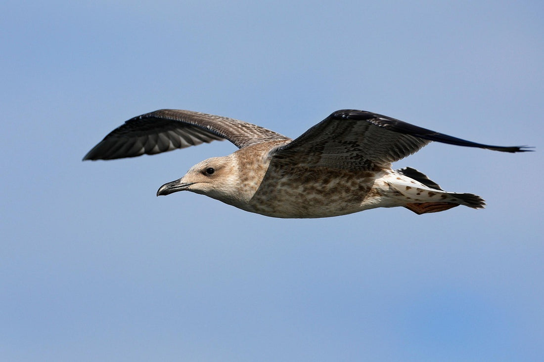 Bird in sky (Pixabay: sharkolot)