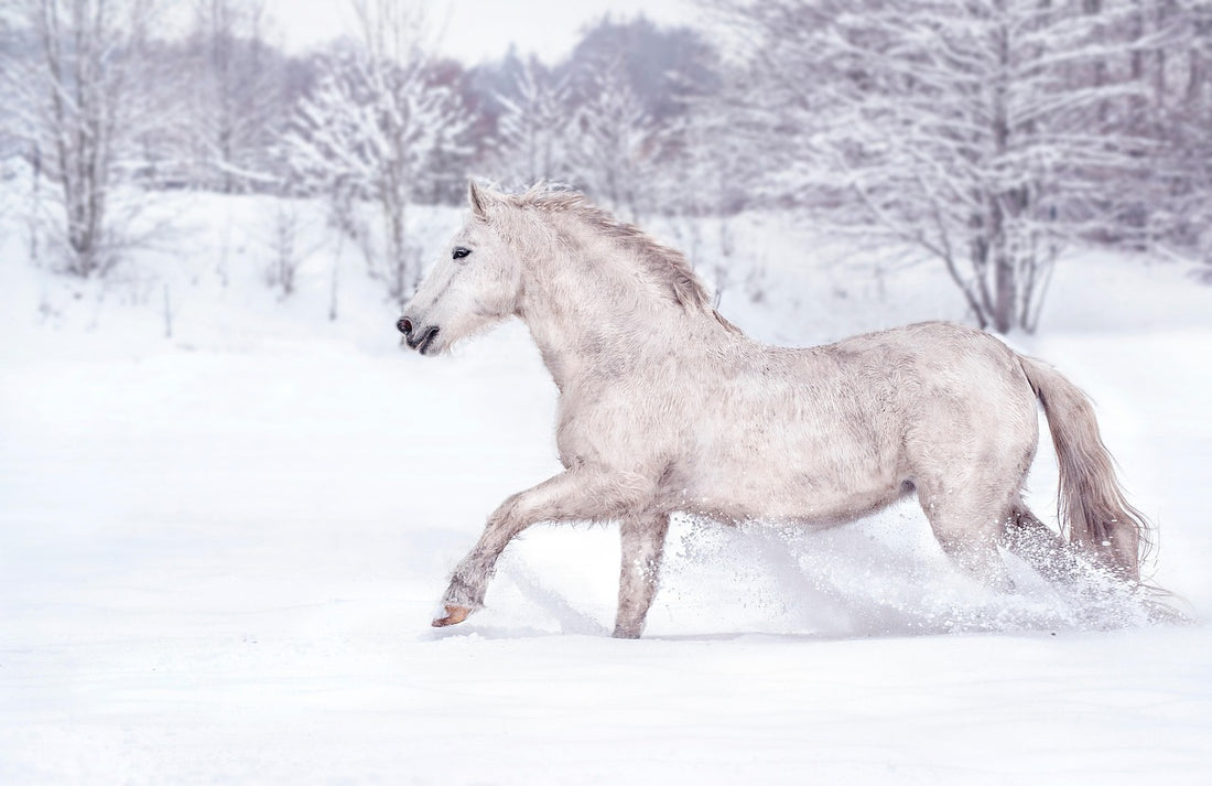 Horse (Pixabay: KHphotography)