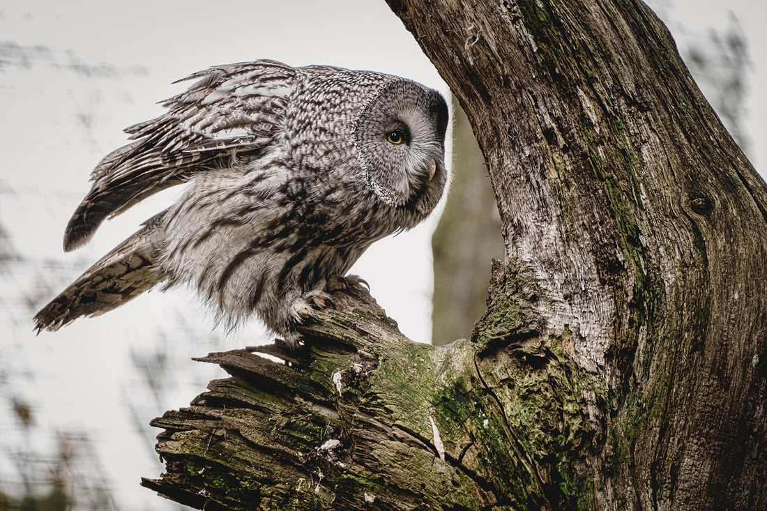 Owl (Pixabay: miezekieze)