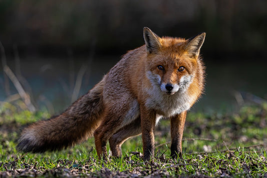 Fox (Pixabay: JonPauling)
