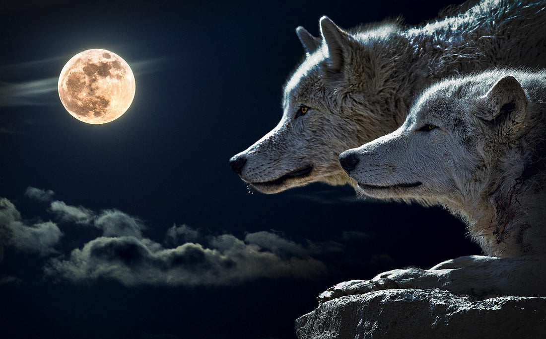 Wolf (Pixabay: Patrice_Audet)