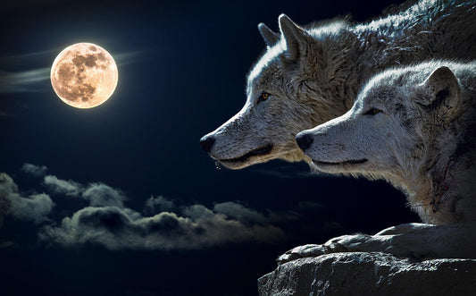 Wolf (Pixabay: Patrice_Audet)