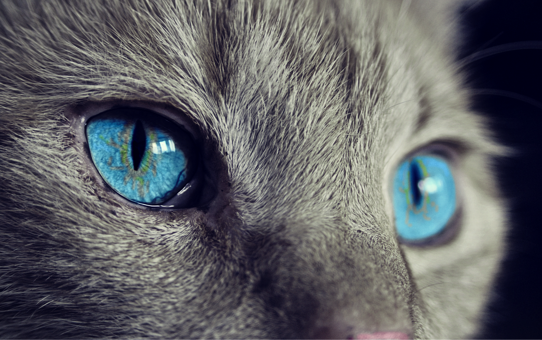 Cat (Pixabay: cocoparisienne)