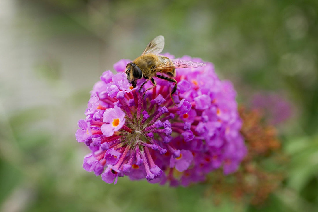 Bee (Pixabay: tball)