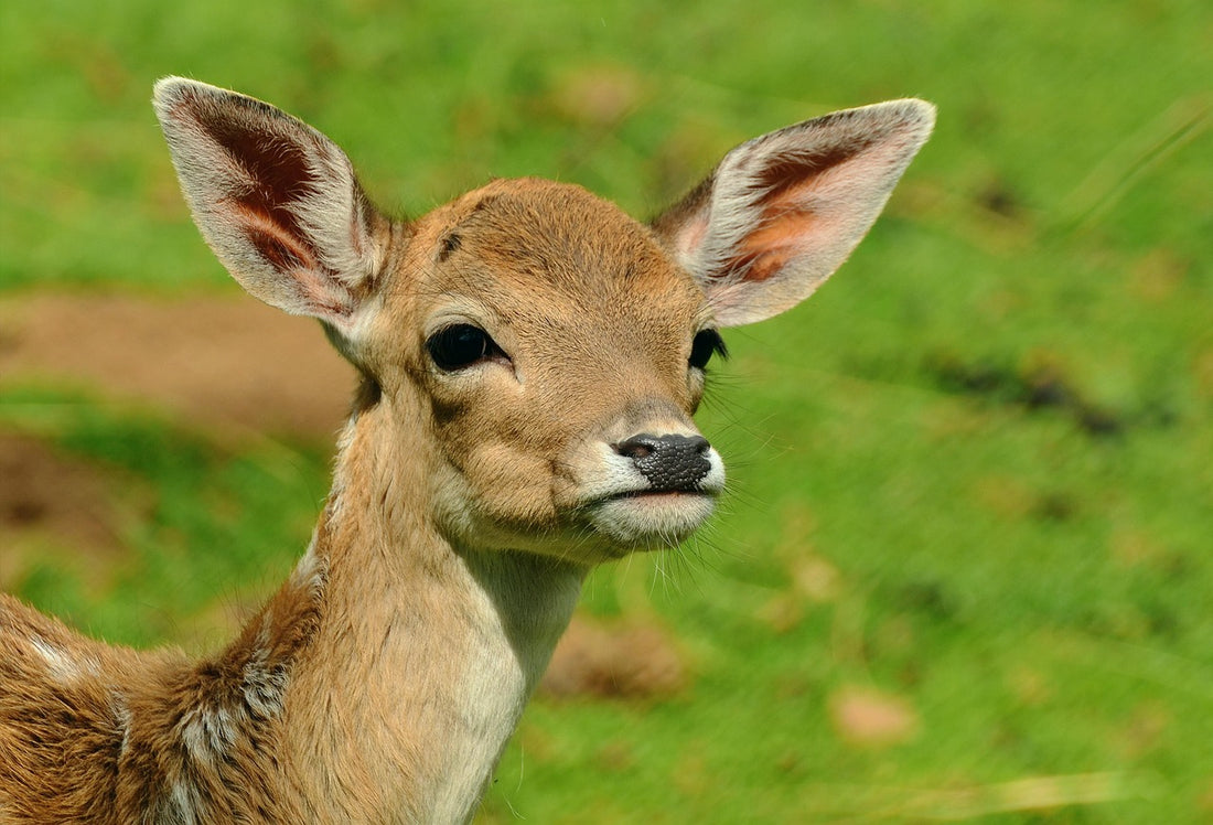 Deer (Pixabay: congerdesign)