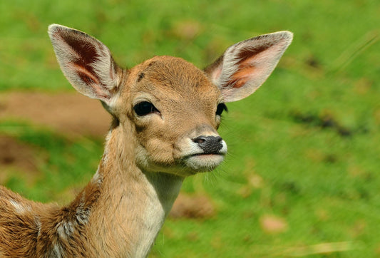 Deer (Pixabay: congerdesign)