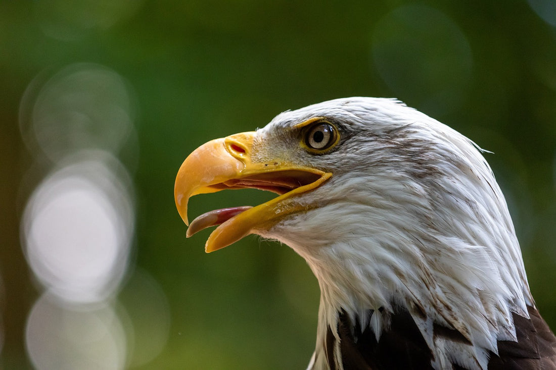 Eagle (Pixabay: herbert2512)