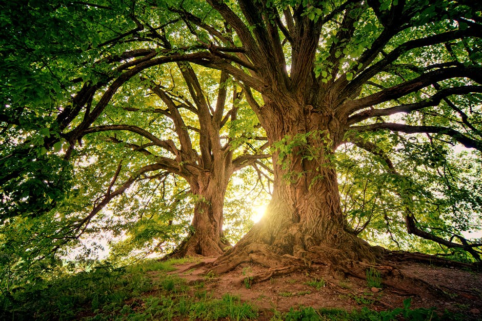 Ancient tree reaching toward sky - symbol of life and connection