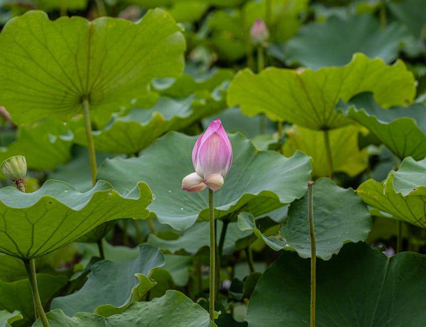 sacred geometry flower of life