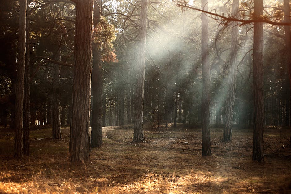 Light rays through forest - spiritual illumination and inner strength
