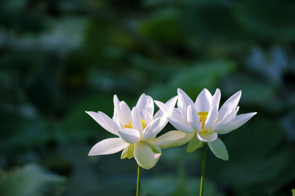 Meditation for Beginners: How to Start Your Journey to Inner Peace