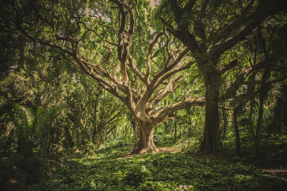 Ancient tree in garden - evoking the atmosphere of Gethsemane