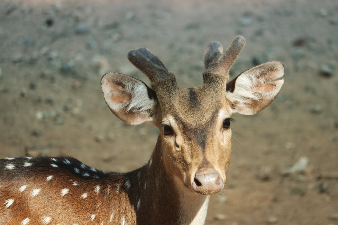 Ancient biblical imagery with serpent symbolism